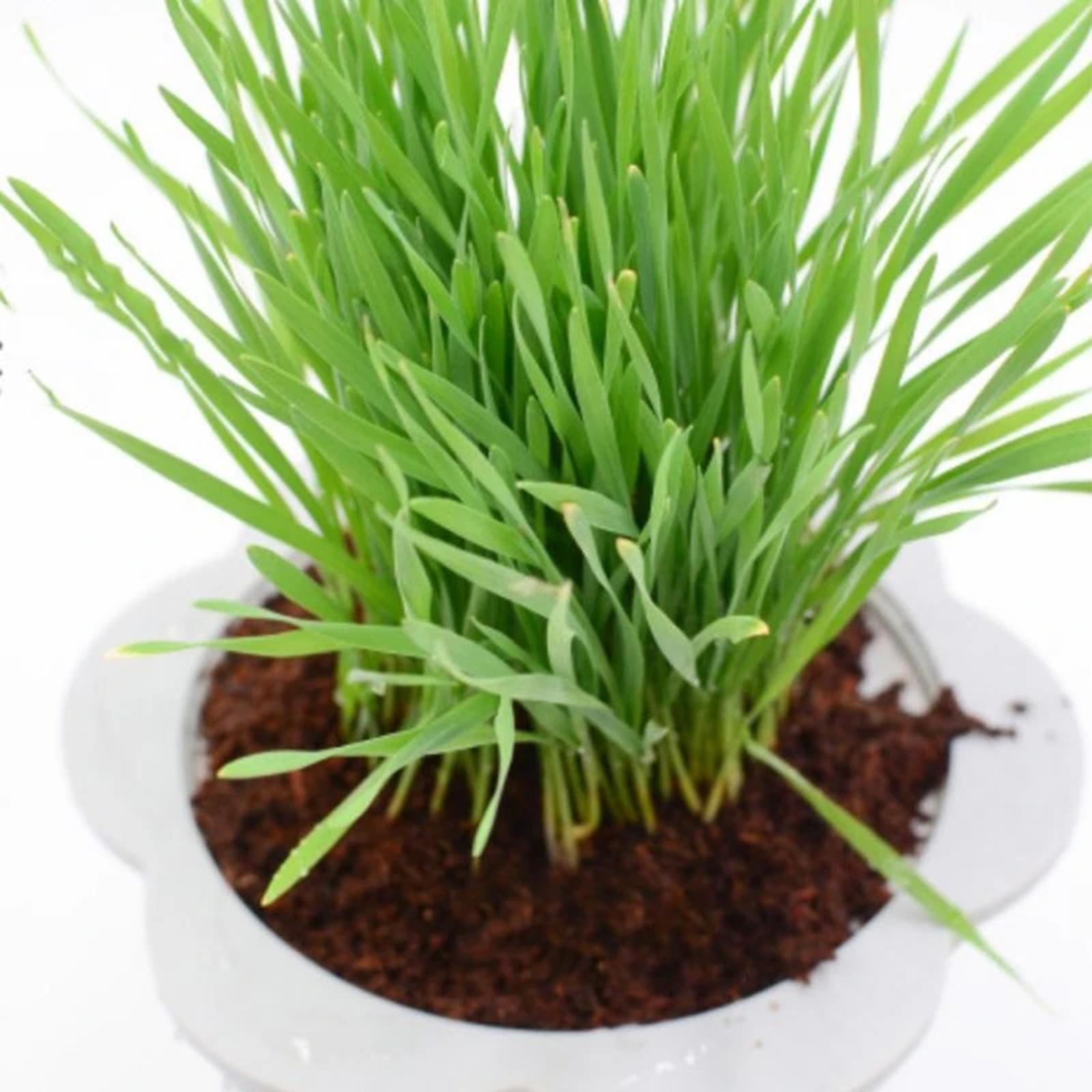 Substrate Coconut Fiber - Bloco de Fibra de Coco Comprimido