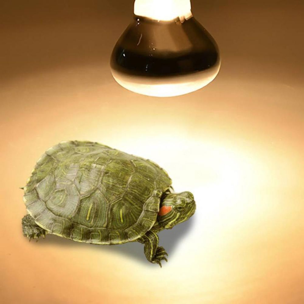 Lâmpada de Aquecimento para Ré - Basking Bulb Halogen avaliação e preço