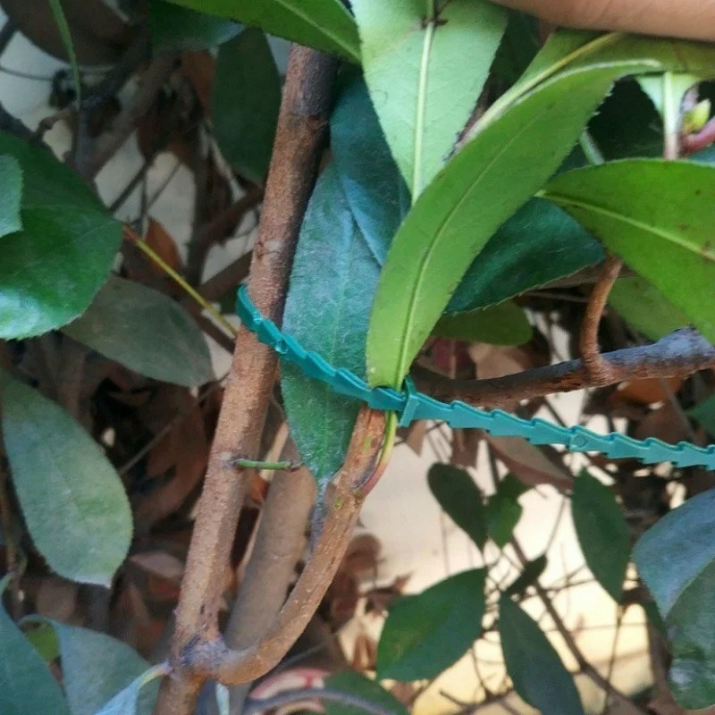 50 Peças de Abraçadeiras Plást - Vine Climbing Plastic avaliação e preço