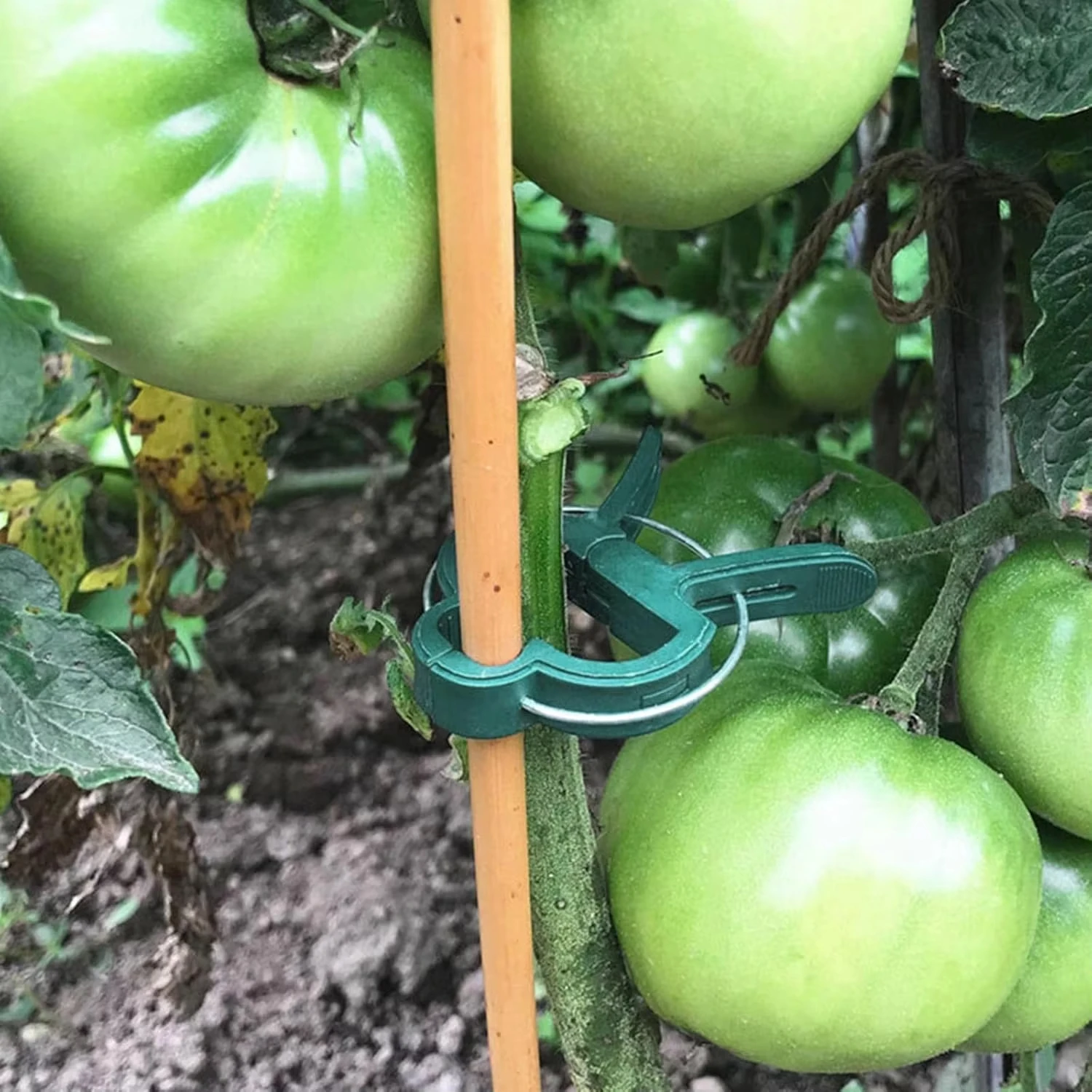 Clipes fixos para plantas, sup - Vine Climbing Plastic avaliação e preço