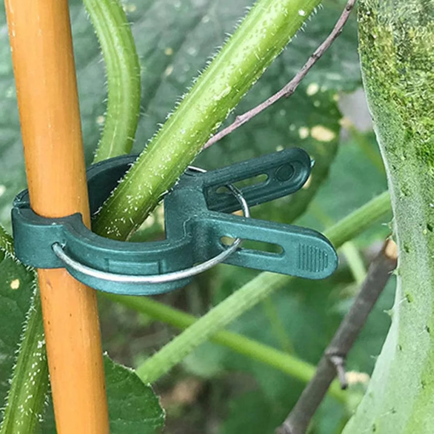 Clipes fixos para plantas, sup - Vine Climbing Plastic avaliação e preço