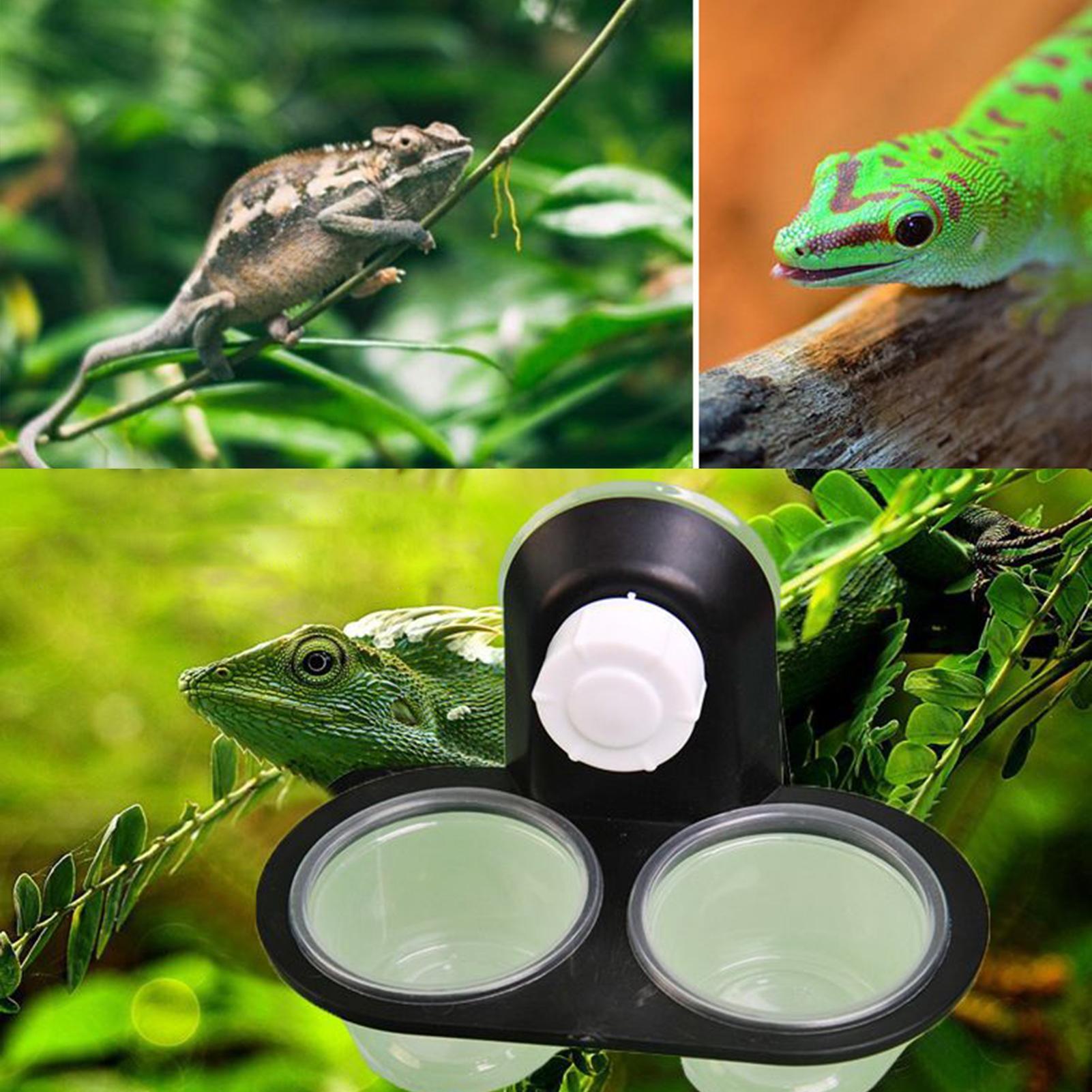 Prato de Comida para Gecko, Di - Water Dish Reptile avaliação e preço
